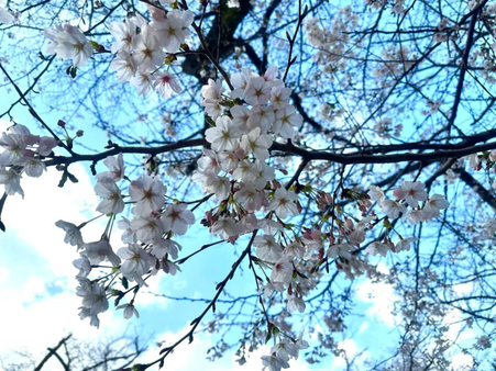 ohanami_1